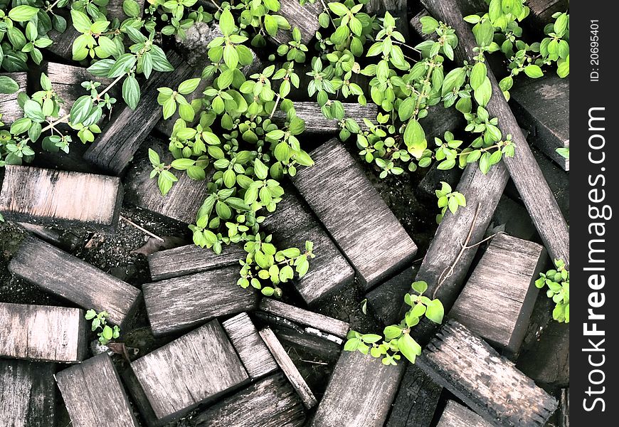 Pile of old wood. And new weeds. Pile of old wood. And new weeds.