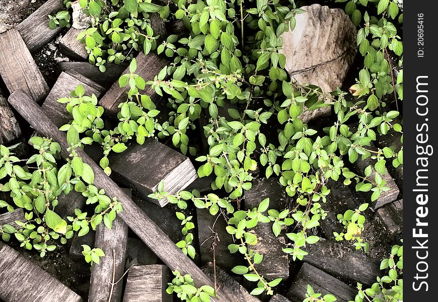 Pile of old wood. And new weeds. Pile of old wood. And new weeds.