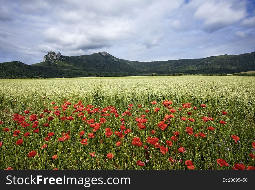 Poppies and Mountains
