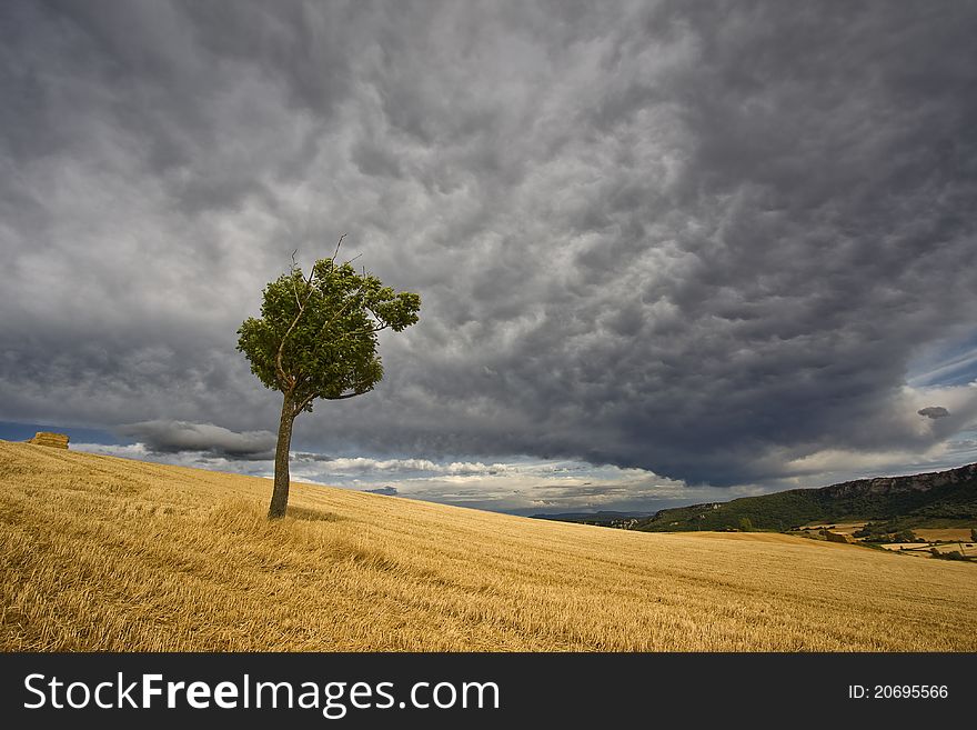 Lonly tree with a grey sky. Lonly tree with a grey sky