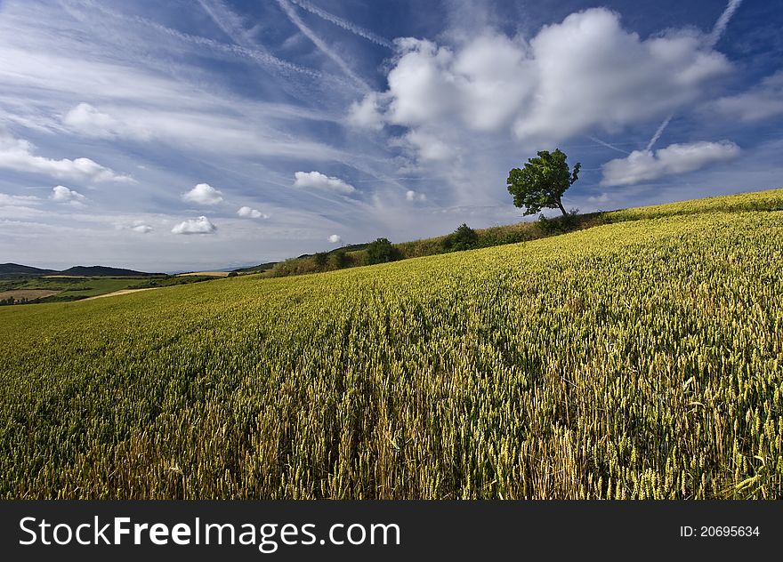 Tree And Clouds