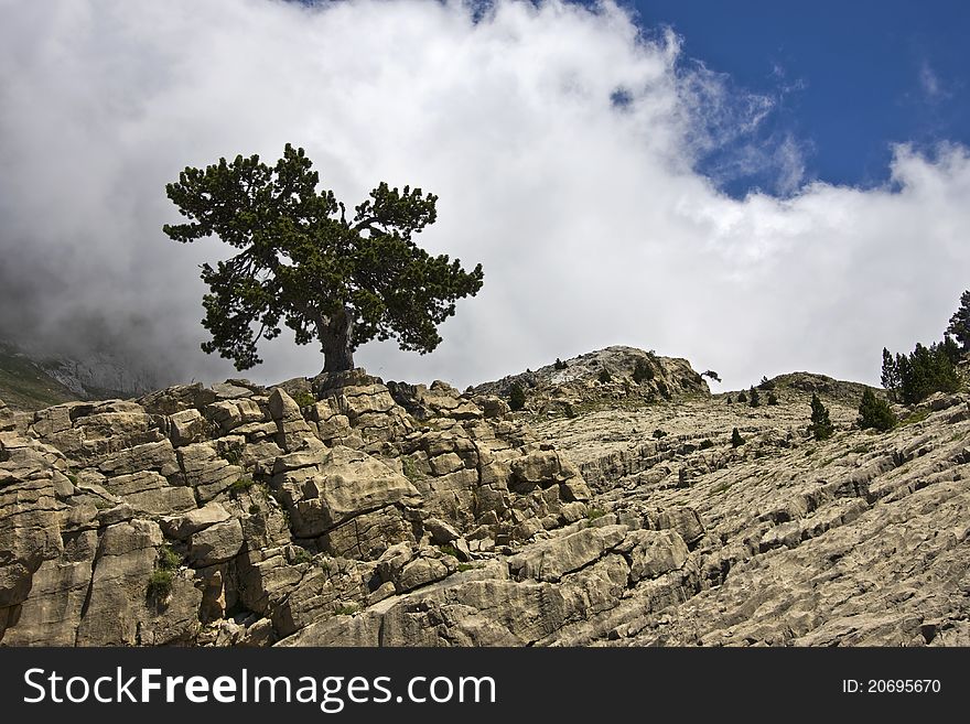 Nice tree alone in rocks, in pyrenees