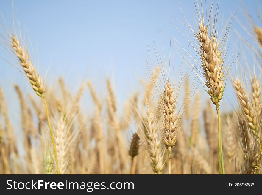 Golden ripe ear of wheat. Golden ripe ear of wheat