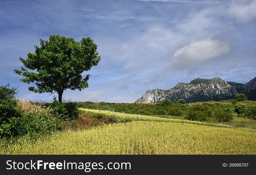 Tree and mountains in springtime