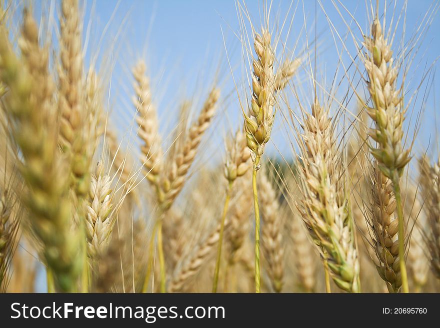 In a wheat field