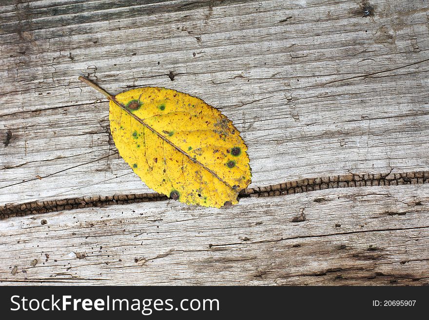 Color photograph of an autumn leaf on a wooden board