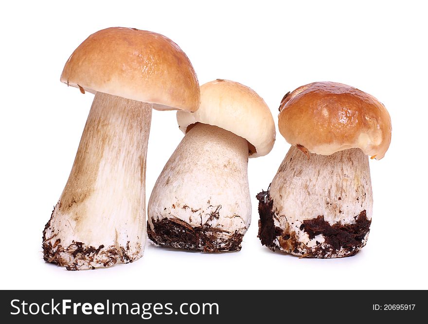 Color photo of wild mushrooms. Color photo of wild mushrooms