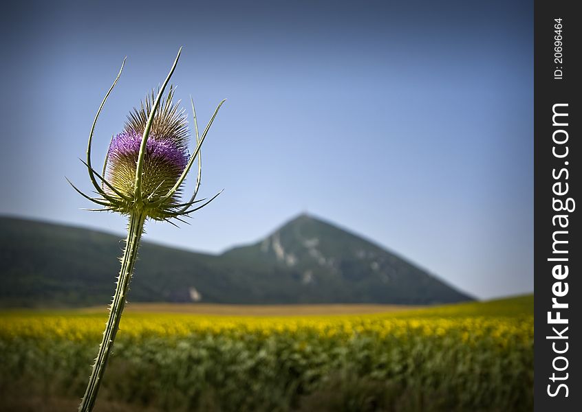 The flower and the mountain