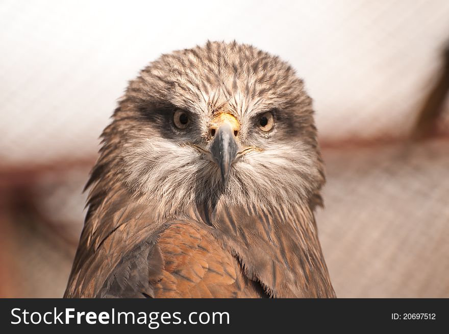 Hawk portrait in zoo cage
