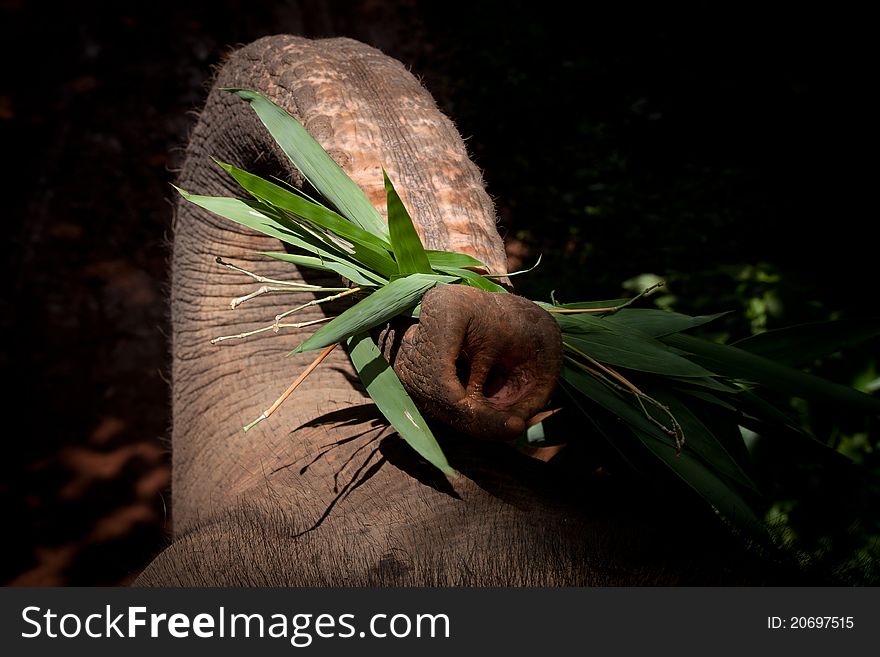 Elephant Trunk