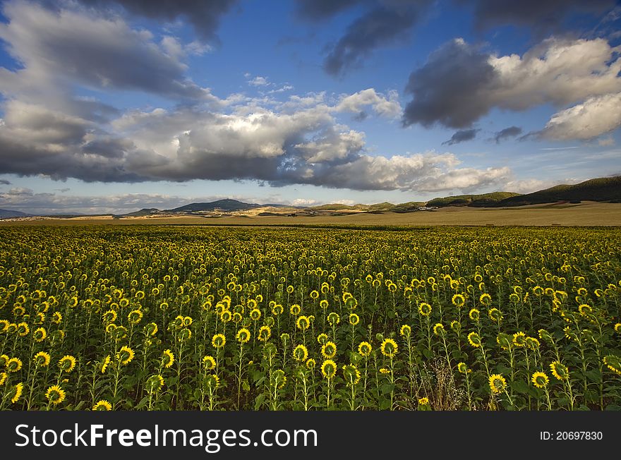 Sunflowers under cloud