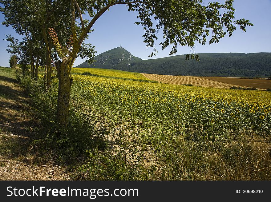 Tree and sunflowers and mountain