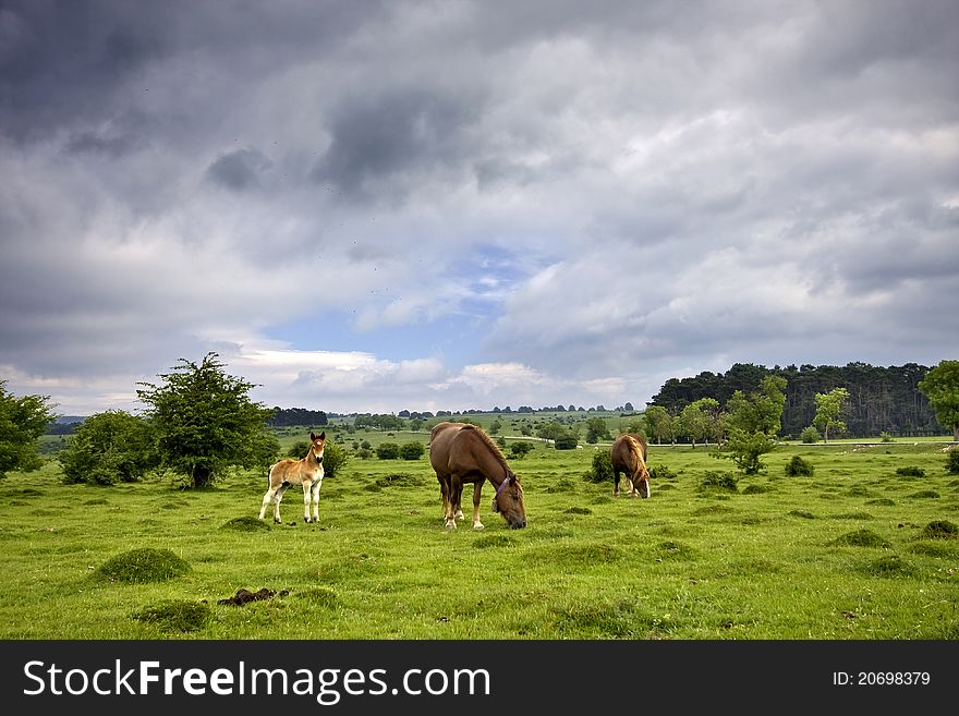 Family horse grazing in the meadow. Family horse grazing in the meadow