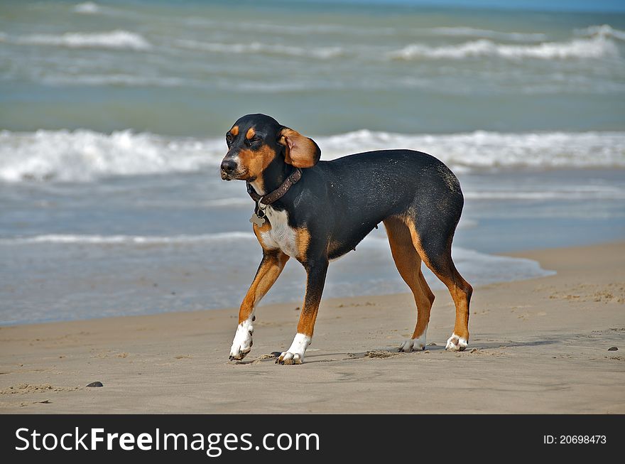 Dog at the beach