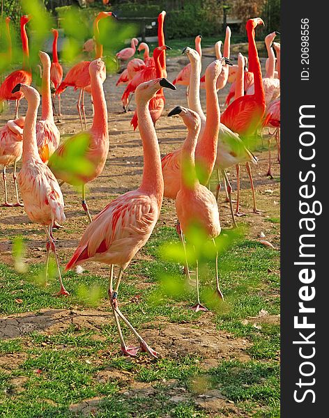 A lot of flamingos at the zoo