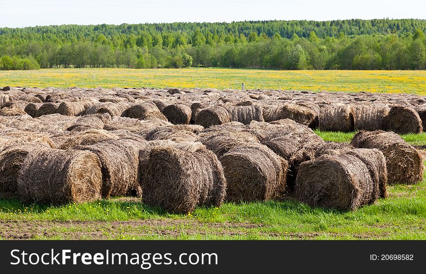 Hay rolls. Beautiful agricultural landscape. Hay rolls. Beautiful agricultural landscape