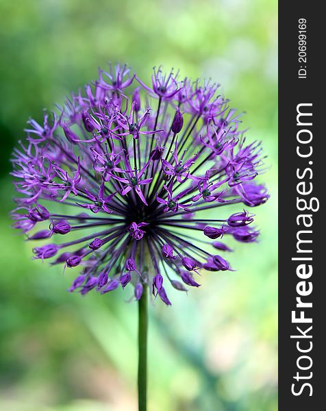 Purple Alium Flower