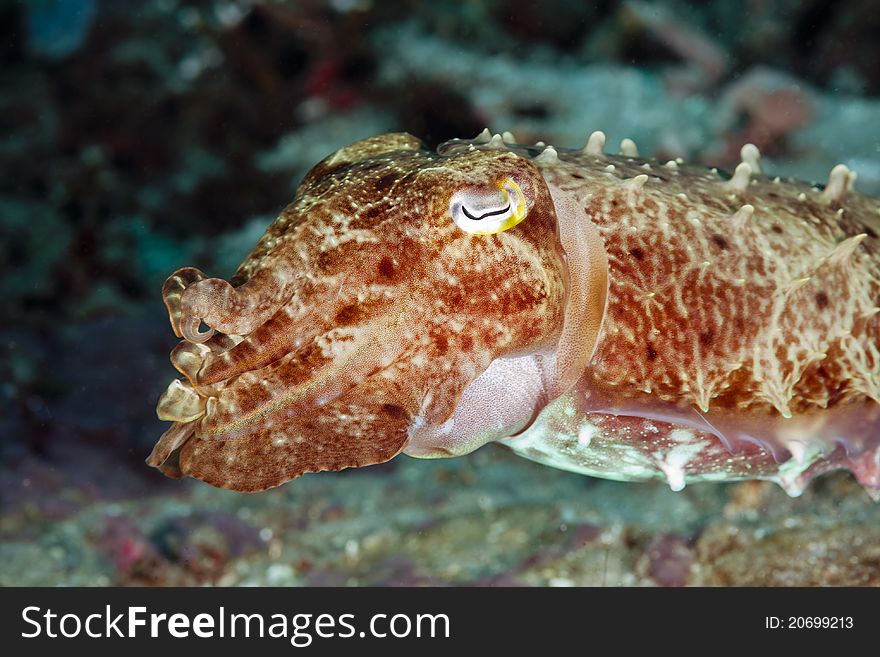 Close-up portrait of a Squid on a coral reef at Bali, Indonesia. Close-up portrait of a Squid on a coral reef at Bali, Indonesia