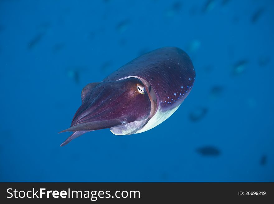 Close-up portrait of a Squid on a coral reef at Bali, Indonesia. Close-up portrait of a Squid on a coral reef at Bali, Indonesia