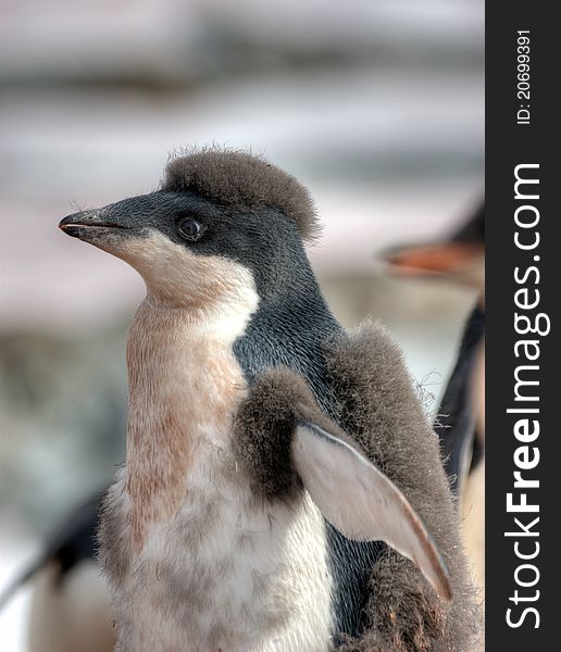 Portrait of a beautiful funny penguin, Antarctica. Portrait of a beautiful funny penguin, Antarctica