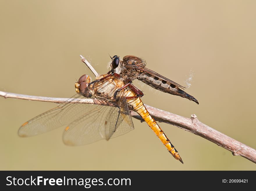 A robber fly with a wandering glider dragonfly for prey. A robber fly with a wandering glider dragonfly for prey