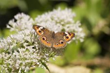 Common Buckeye Butterfly Stock Image Common Buckeye Butterfly Stock Image