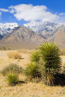 Desert Plant Near Death Valley With Snow Capped Mountains In The Background Royalty Free Stock Photos
