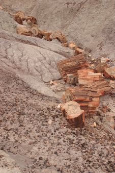 Petrified Logs Stock Photos Petrified Logs Stock Photos