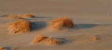 Golden Colored Sagebrush In The Sand In Death Valley California Stock Photography