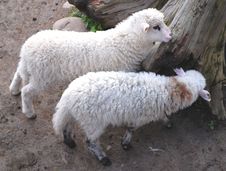 Two Sheeps Stock Photo Two Sheeps Stock Photo