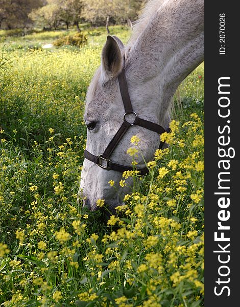 Beautiful gray horse eating the grass. Beautiful gray horse eating the grass