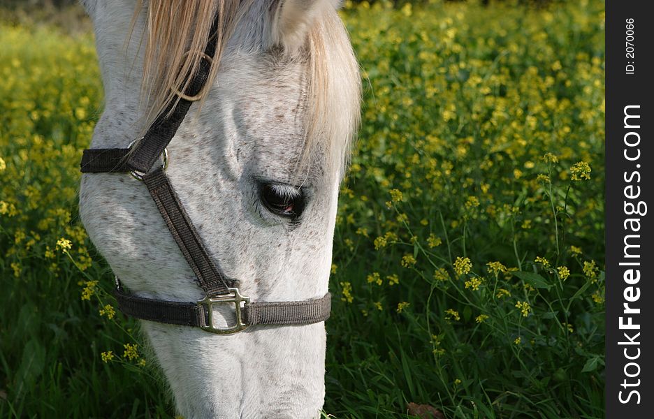 Beautiful gray horse with the sad eyes. Beautiful gray horse with the sad eyes