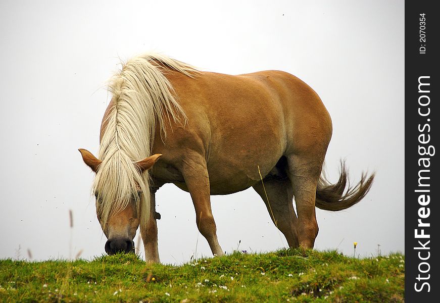 A horse that is eating in a pasture of high mountain