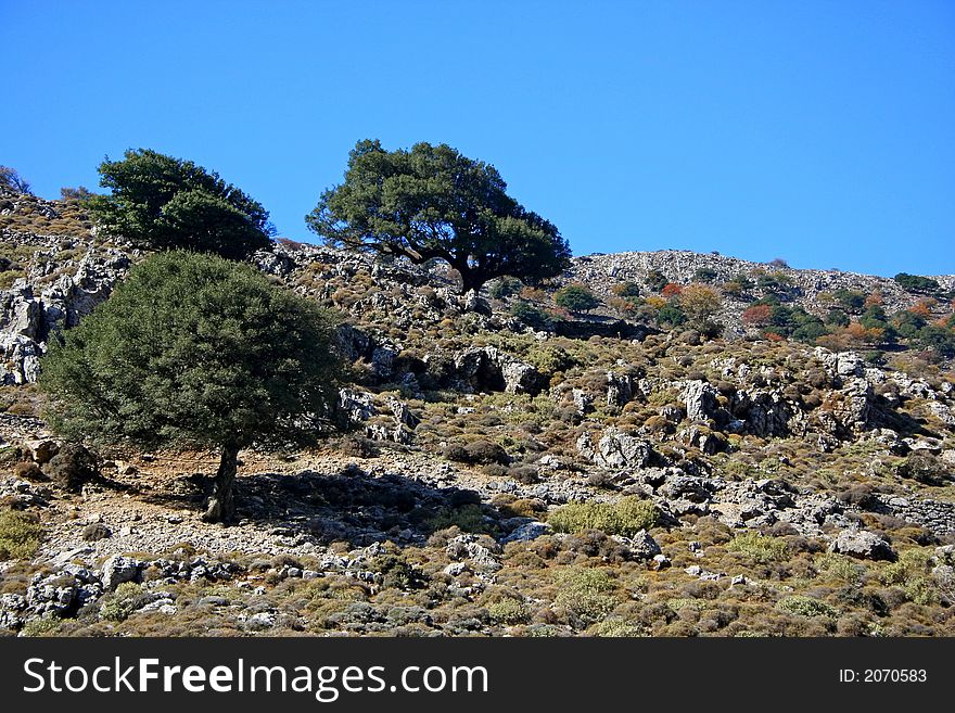 Olive trees growing at mountainside. Creete (Greece). Olive trees growing at mountainside. Creete (Greece).