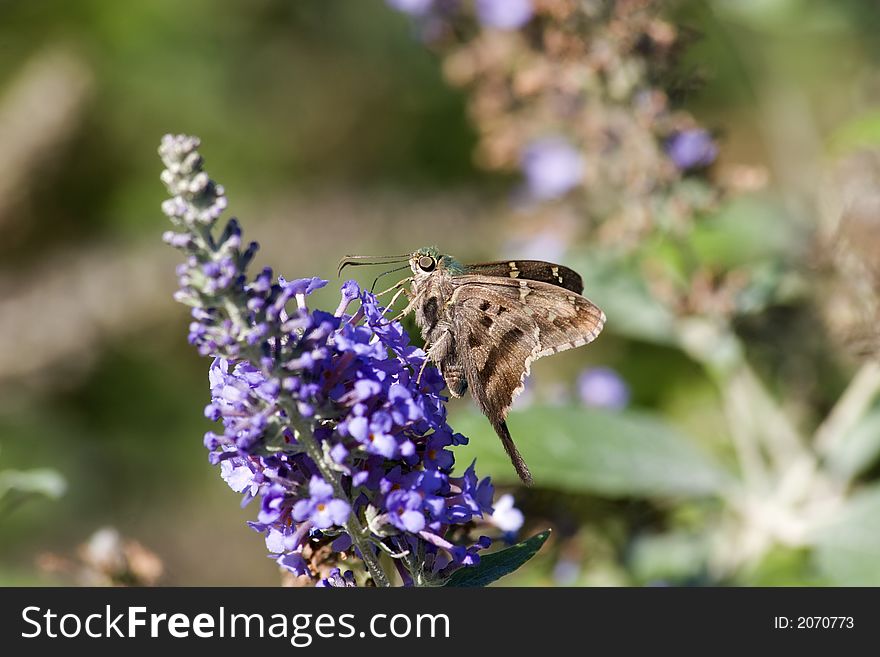 Long-Tailed Skipper