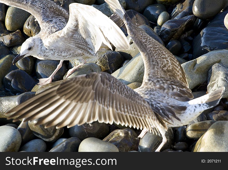 Seagulls at coastal stones. Fighting