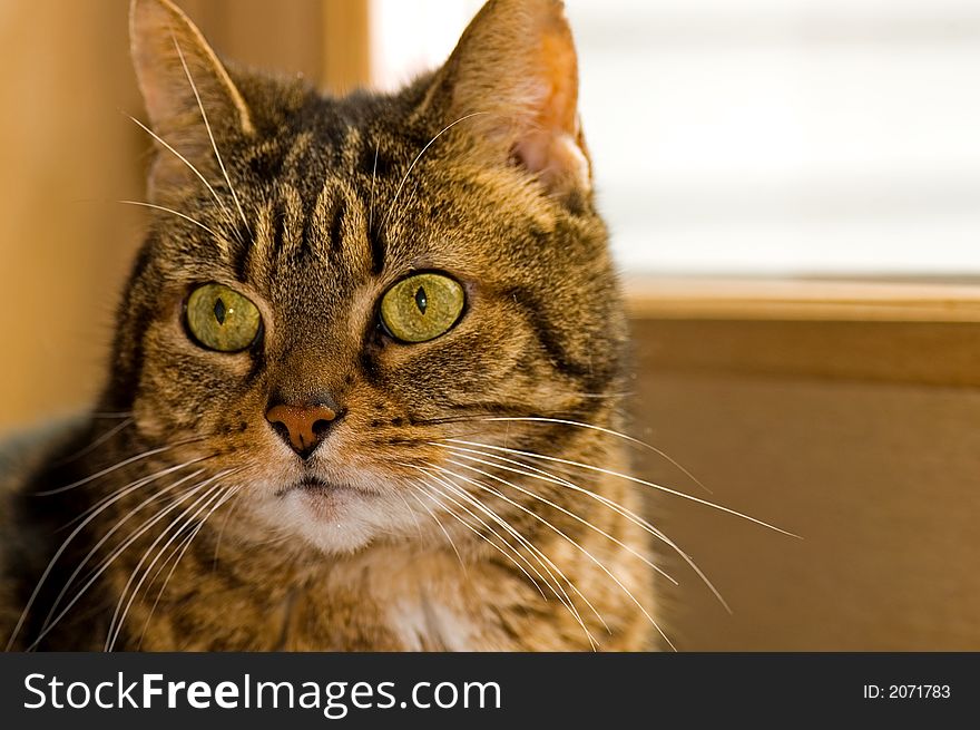 A close up portrait of a mature, brown tabby cat with big, green eyes. A close up portrait of a mature, brown tabby cat with big, green eyes.