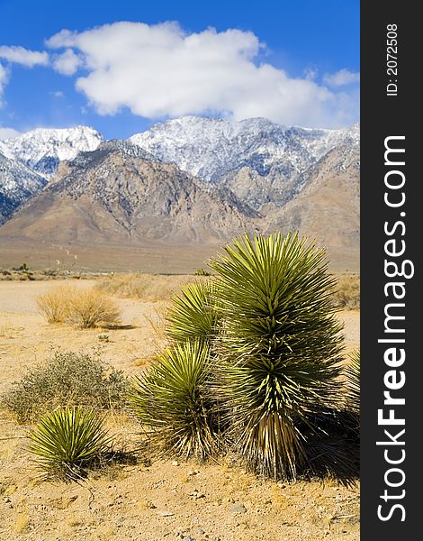 Shot of a desert plant near Death Valley with snow capped mountains in the background.
