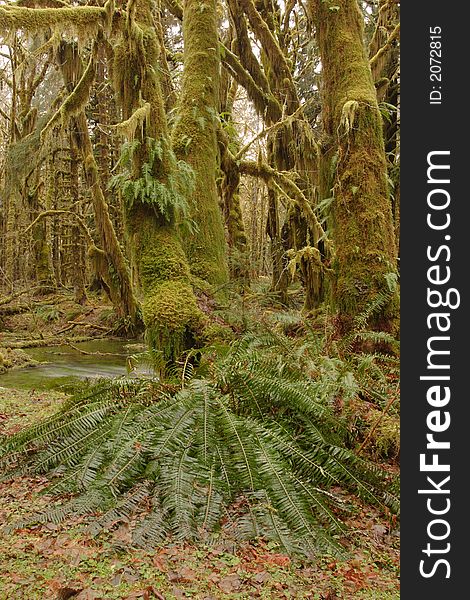 Rainforest in the Quinault area of Olympic National Park. Rainforest in the Quinault area of Olympic National Park