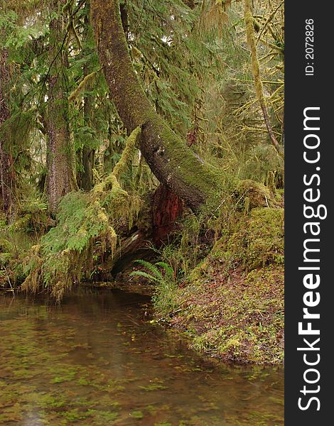 Rainforest in the Quinault area of Olympic National Park. Rainforest in the Quinault area of Olympic National Park