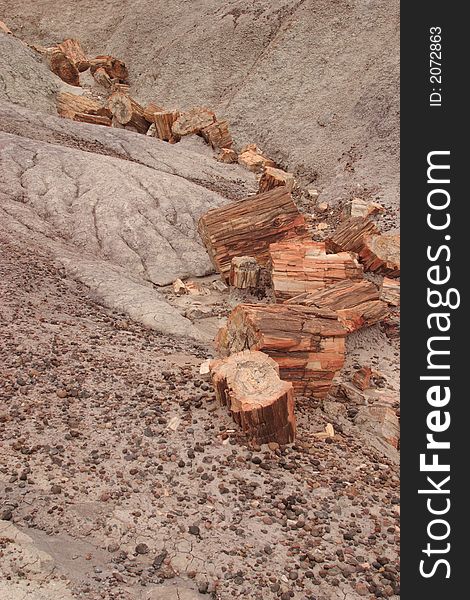 Petrified wood at Blue Mesa - Petrified Forest National Park. Petrified wood at Blue Mesa - Petrified Forest National Park