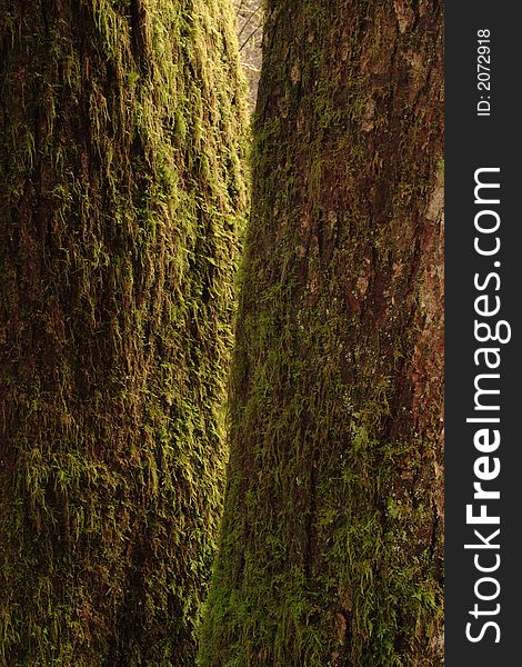 Forest scene at Bogachiel State Park