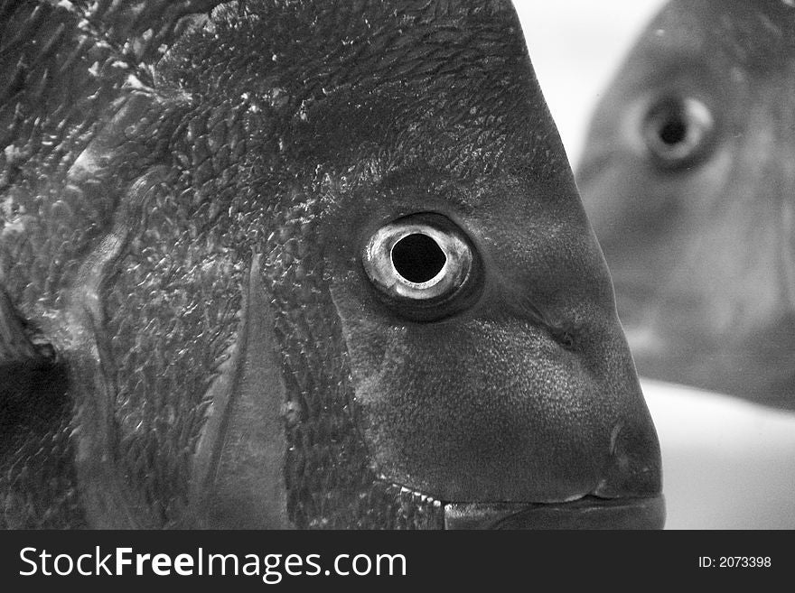 A close up of pair of fish heads underwater. A close up of pair of fish heads underwater