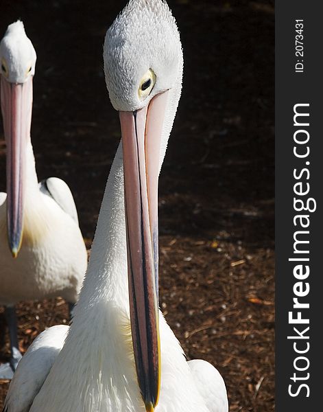 A couple of pelican's face's. A couple of pelican's face's