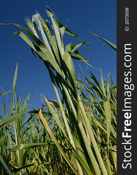 Wheat field, Ha'Sharon, Israel