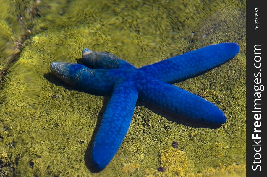 A blue starfish against green background