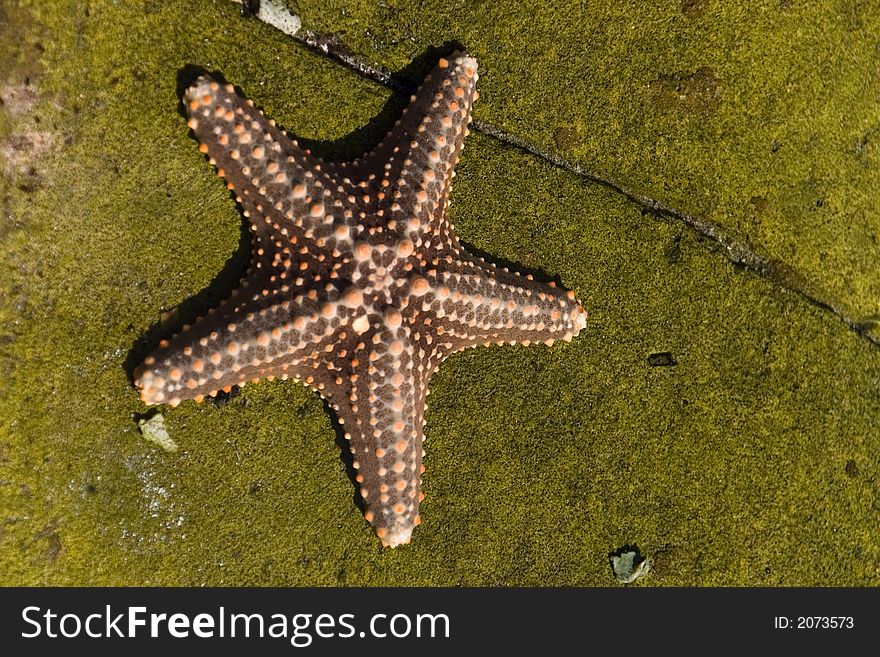 Brown Starfish