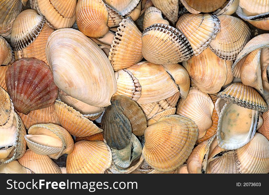 The empty bowls of two-folding molluscs laying on a beach. The empty bowls of two-folding molluscs laying on a beach