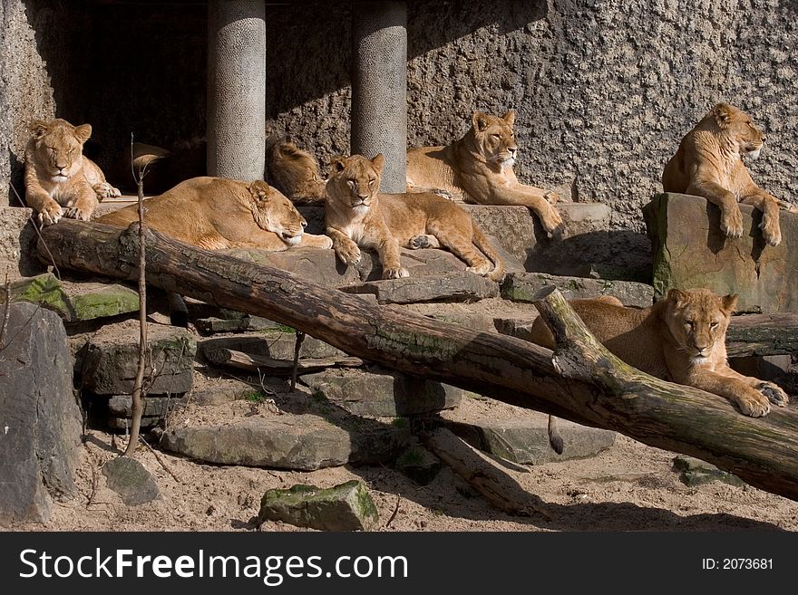 Lion family sunbathing and relaxing. Lion family sunbathing and relaxing
