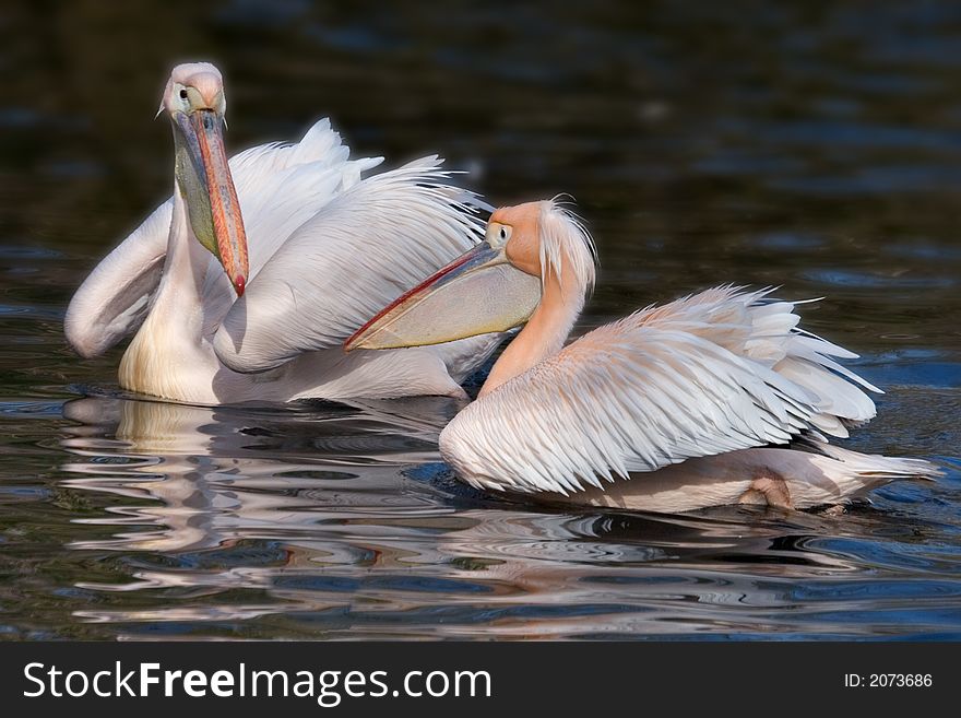 Pelican couple swimming in a lake